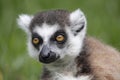 Lemur catta