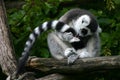 Lemur catta Royalty Free Stock Photo