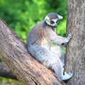 Lemur catta Royalty Free Stock Photo