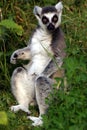 Lemur catta Royalty Free Stock Photo