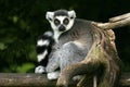 Lemur catta Royalty Free Stock Photo