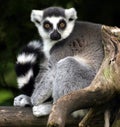 Lemur catta Royalty Free Stock Photo