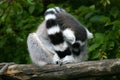 Lemur catta Royalty Free Stock Photo