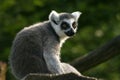 Lemur catta Royalty Free Stock Photo
