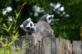 Lemur catta Royalty Free Stock Photo