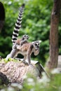 Lemur catta with baby eats carrot Royalty Free Stock Photo