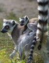 Lemur catta baby on the mother`s back/Lemur catta baby and mother/Lemur Catta