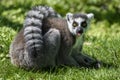 Lemur catta baby on the mother`s back/Lemur catta baby and mother/Lemur Catta