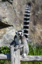 Lemur catta baby on the mother`s back/Lemur catta baby and mother/Lemur Catta