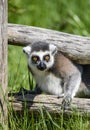 Lemur catta baby on the mother`s back/Lemur catta baby and mother/Lemur Catta