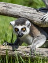 Lemur catta baby on the mother`s back/Lemur catta baby and mother/Lemur Catta