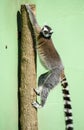 Lemur catta baby on the mother`s back/Lemur catta baby and mother/Lemur Catta