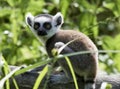 Lemur catta baby on the mother`s back/Lemur catta baby and mother/Lemur Catta