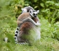 Lemur catta baby on the mother`s back/Lemur catta baby and mother/Lemur Catta