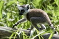 Lemur catta baby on the mother`s back/Lemur catta baby and mother/Lemur Catta