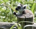 Lemur catta baby on the mother`s back/Lemur catta baby and mother/Lemur Catta