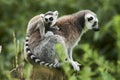 Lemur catta baby on the mother`s back/Lemur catta baby and mother/Lemur Catta