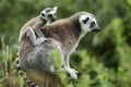 Lemur catta baby on the mother`s back/Lemur catta baby and mother/Lemur Catta