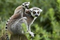 Lemur catta baby on the mother`s back/Lemur catta baby and mother/Lemur Catta