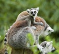 Lemur catta baby on the mother`s back/Lemur catta baby and mother/Lemur Catta