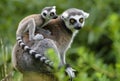 Lemur catta baby on the mother`s back/Lemur catta baby and mother/Lemur Catta
