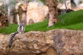 Lemur catta Lemuridae looking at camera while resting on a rock in a zoo Royalty Free Stock Photo