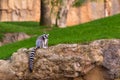 Lemur catta Lemuridae looking at camera while resting on a rock in a zoo