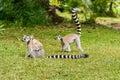 Lemur catta of Madagascar