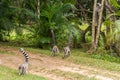 Lemur catta of Madagascar