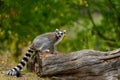 Lemur catta of Madagascar, A ring tailed lemur sitting on the old wood Royalty Free Stock Photo