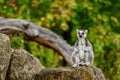 Lemur catta of Madagascar, A ring tailed lemur sitting on the rock Royalty Free Stock Photo