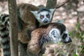 Lemur catta mom and baby in the Nahampoana reserve
