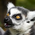 Lemur catta monkey closeup face