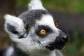 Lemur catta monkey closeup face portrait