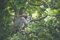 Lemur catta monkey sleeping Royalty Free Stock Photo