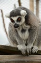 Lemur catta Royalty Free Stock Photo