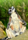 Lemur catta Royalty Free Stock Photo