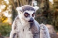 Lemur catta