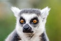 Lemur catta Royalty Free Stock Photo