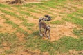 Lemur catta runs around the grass in the zoo