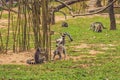 Lemur catta runs around the grass in the zoo Royalty Free Stock Photo