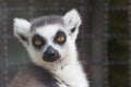 Lemur catta Royalty Free Stock Photo