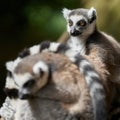 lemur catta sitting in the background in a zoo Royalty Free Stock Photo