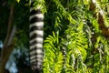 Lemur catta tail hanging from tree branch