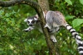 Lemur catta in ZOO