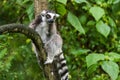 Lemur catta in ZOO
