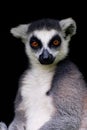 Lemur Cattar