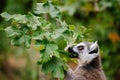 Lemur cattta, ring tailed lemur, feeding on leaves of Uncarina decaryi