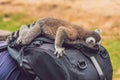 Lemur climbed onto the man. Animal attack in the zoo