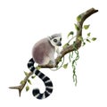 Lemur climbing on a branch with tropical vines and lianas watercolor illustration. Hand drawn cute tropical monkey